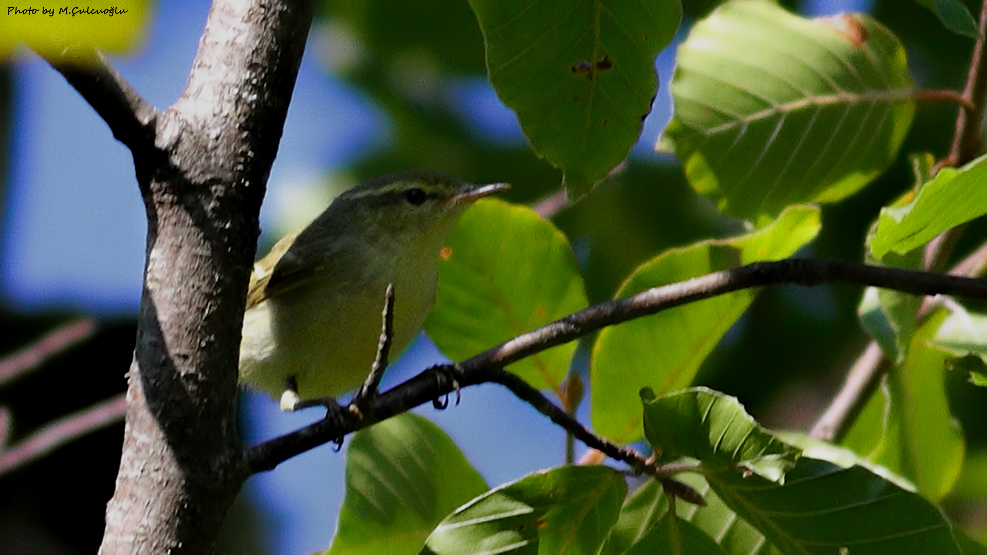 Green Warbler
